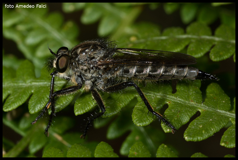 Asilidae ripreso in Sila da determinare.